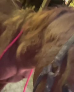 This tall boy took a bit. We first had to find out what was wrong with him. Oh but when we did ❤️. | Christian Farms Rescue and Rehab