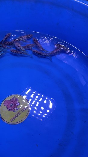 Meet the stunning electric blue Jack Dempsey! With its vibrant blue coloration and fierce personality, this fish is a true showstopper in any aquarium. Native to Central America, it thrives in a spacious tank with plenty of hiding spots and caves. Maintaining a water temperature between 75-82°F (24-28°C) and a pH level of 6.5-7.5 is crucial for their well-being. A varied diet consisting of high-quality pellets, frozen or live foods like brine shrimp or bloodworms, will keep them healthy and happ