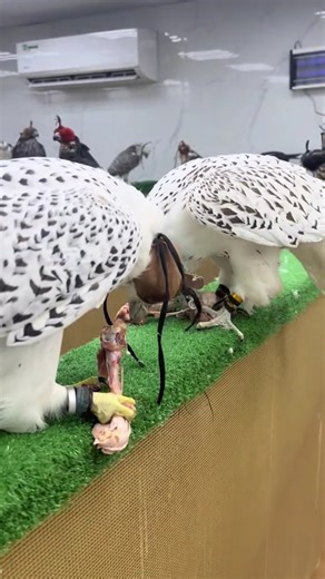 PEREGRINE FALCONS FEEDING CHICKEN MEAT 🍖🍖#falcon #falconry #falcons #wildlifeentertainment #wildlife