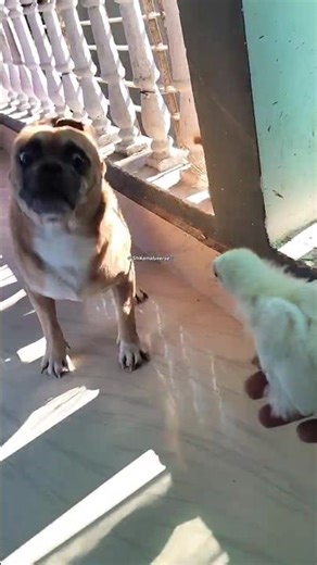 Dog Shocked by Chick 🐶🐥 Funniest Pet Reaction Ever #Shorts