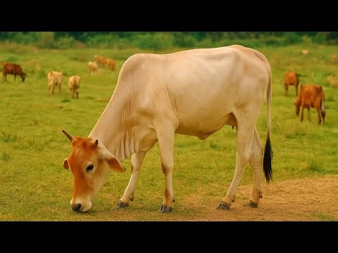 Peaceful Cows Grazing in the Field