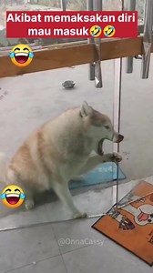 4M views · 10K reactions | Akibat memaksakan diri si anjing ini mulutnya tersepit di pintu, dan tingkah anjing anjing yang sangat lucu buat orang ketawa lihat tingkahnya #anjing #anninglucu #tingkahanjingyangunik #anjingsukabermain #anjingpeliharaan #anjingrumahaan #komedianjing #pencintaanjing | Sulastri Siti | Facebook