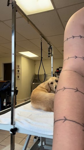 A few ways to make your pup’s appointment go paw-fectly One of the biggest ones? Arriving on time (not too early!) Since we groom one dog at a time, I might still be wrapping up with another pup and we want every dog to have their full, calm experience. Feel free to arrive early but please stay in your car until you appointment or that you see the dog before getting picked up and in their car. | Rockhound Grooming