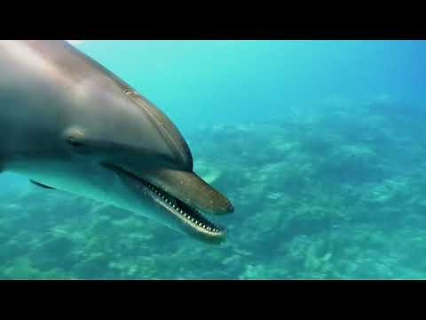 Bottlenose Dolphins Use Sponges to Protect Their Noses