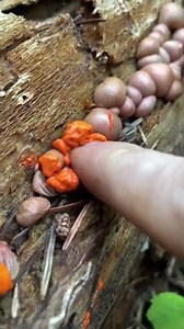 Popping Nature’s Pimples: Wolf’s Milk Slime Mold (Lycogala epidendrum), oddly satisfying