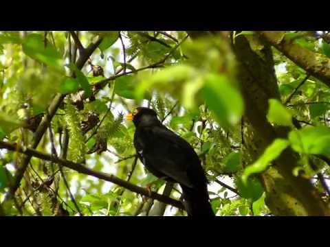 Blackbird Singing in Forest - Relaxing Sounds of Nature