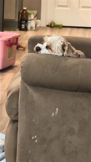 Cavapoos Recharging: The Ultimate Triple Puppy Nap!