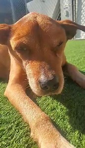 1.3K views · 141 reactions | UPDATE CLAIRE HAS CROSSED THE RAINBOW...