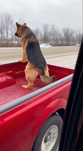 German Shepherd Dancing | Funniest Dog Dance Video 2025 | Cute & Funny Pet Moments