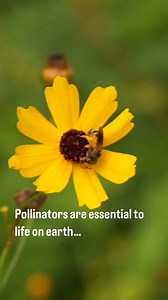 2.3K views · 81 reactions |  POLLINATOR APPRECIATION POST 曆 Pollinators are essential to life on earth. They weave connections through our environment, economy and culture. But their populations are in steep decline due to habitat loss, pollution and climate change. There is good news though! We can all make a big difference with one simple action: planting regionally appropriate native plants. Visit FlaWildflowers.org to get started. | Florida Wildflower Foundation | Facebook