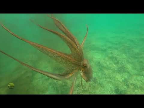 Octopus Shooting Ink To Escape | True Facts