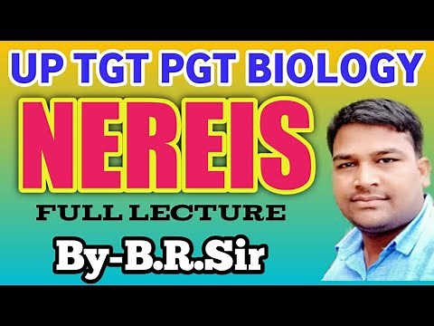 Nereis full lecture || morphology of nereis || External morphology of nereis || UP TGT PGT BIOLOGY