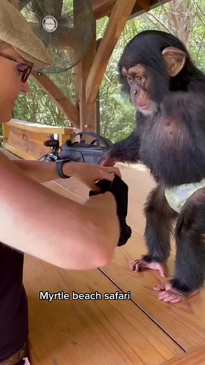 Myrtle Beach Safari (@myrtlebeachsafari)’s video of Myrtle Beach Safari