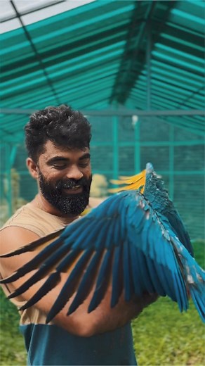 blue and gold macaws for your beautiful homes #pets #macaws | Kerala Pet Farms