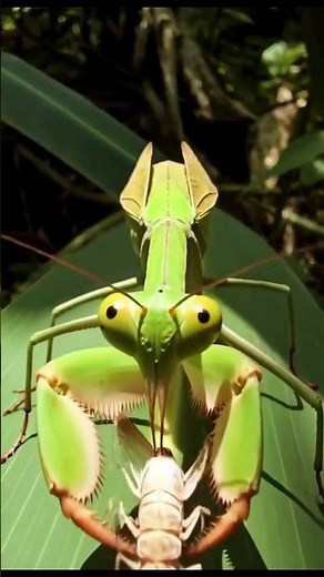 The Praying Mantis Ambush — Micro Camera Captures the Hunt from Inside the Strike 🎥🦗 #insectpov
