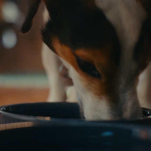 From his favorite toys to his favorite food, Dad uses Chewy to get Jaws everything he loves to sink his teeth into. | Chewy