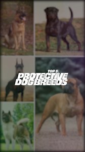 17K views · 197 reactions | Discover the Top 5 Most Protective Dog Breeds  From the loyal German Shepherd to the fearless Akita, find out which breeds make the best guardians for your home and family. | The Bully View | Facebook