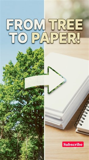 🌳➡️📄 How Is Paper Made from Trees?