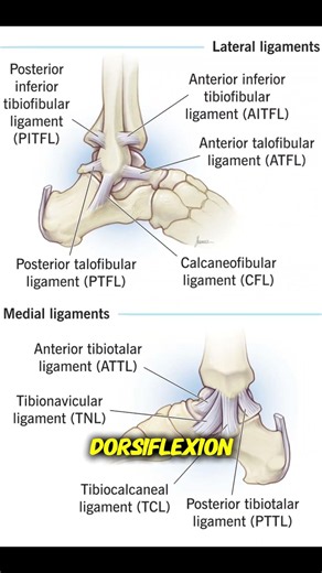 🦶 Ankle Joint Anatomy Explained #anatomy #sportsmedicine #meded #orthopedics #podiatry #physio