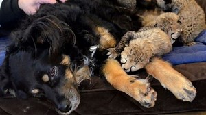 16K views · 681 reactions | These unlikely animal pals will totally make your day. | Inside Edition | Facebook