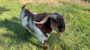 Advocate is three plus years but still has plenty of bounce!! | Bentley Bros. Farms