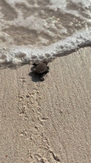 The Olive Ridley Project on Instagram: "Critically endangered hawksbill hatchlings making their way to the ocean in Seychelles!🥹 Did you know only 1 in 1000 sea turtle hatchlings are expected to survive till adulthood? This is why we protect sea turtle nests and beaches that serve as critical nesting habitats. Here’s wishing all these babies good luck for their long oceanic joirney ahead!💚 . . . . #SeaTurtleHatchlings #ORPSeychelles #Hawksbills #CriticallyEndangered #SeaTurtleNesting"