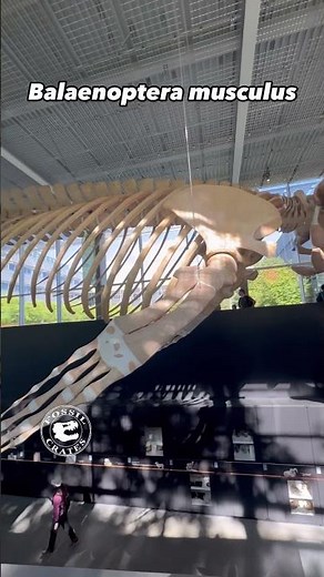 Incredible Blue Whale Skeleton on Display at the Beaty Biodiversity Museum