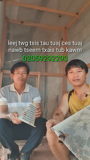 4.1K views · 76 reactions | tso daiv tsuam qe | Vaj Pov Yaj | Facebook