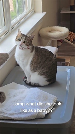 Primrose as a Baby 🐾 Tiny Possum Head to Queen Cat 😭 | Cute Cat Transformation