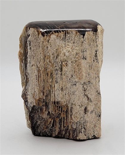 Limb Cast - Agatized Petrified Wood - 3.14inx2.22in - Etsy