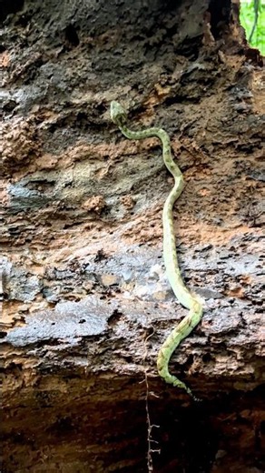 Malabar Pit Viper 🐍 | One of the Western Ghats’ Most Venomous Snakes #snakes #wildlife #wildanimals