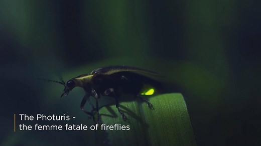 You’ve never seen a deadly dinner date like this before. Meet the femme fatale of fireflies. For more spooky species, explore WonderstruckTV.com. | BBC America