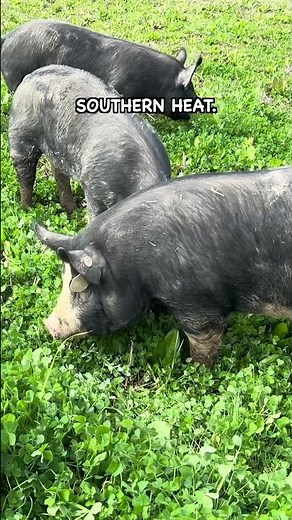 It Sounded So Simple Until I Tried It in Mississippi Summers #pasturedpigs