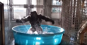 Viral Dancing Gorilla Video Gets the Most Perfect Soundtrack Ever