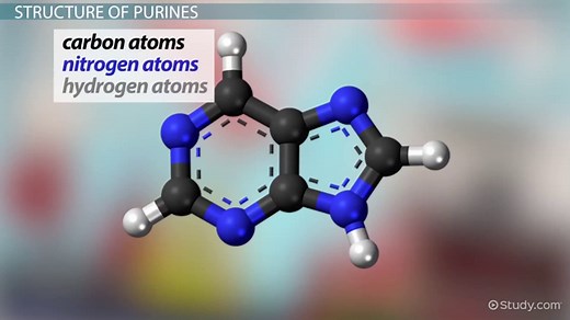 Purines in DNA | Definition, Structure & Examples