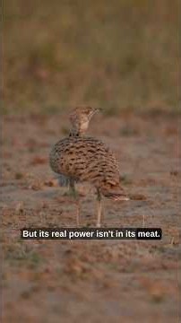 Viagra of the Desert — Myth or Truth?