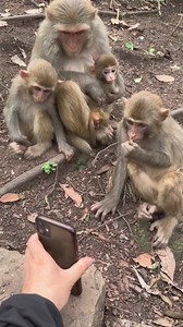 565K views · 6.7K reactions | 74_57000_ #monkey #animalworld #pet #fyp #monkeys #monkeyshoulder #monkeyseemonkeydo #monkeysofinstagram #monkeystyle | Wild Monkey | Facebook