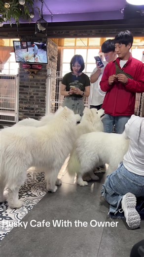 Explore Seoul's Husky Cafe Experience