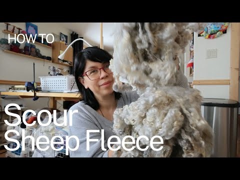 How to Scour Raw Sheep Fleece