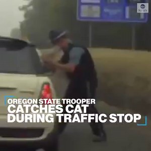 CAT-LIKE REFLEXES: An Oregon state trooper's quick hands prevented this feline from escaping onto the freeway during a traffic stop. https://abcn.ws/33DbG41 | ABC News