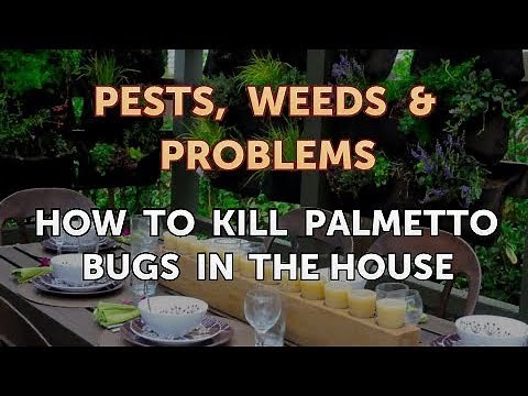 How to Kill Palmetto Bugs in the House
