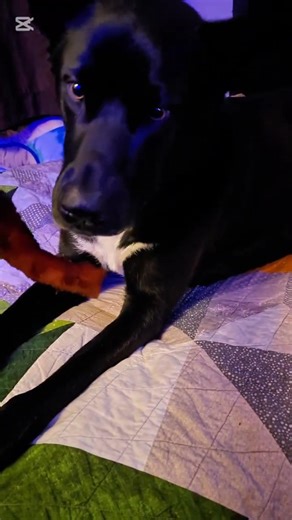 Bacon Snack! #dog #doglife #dogeating