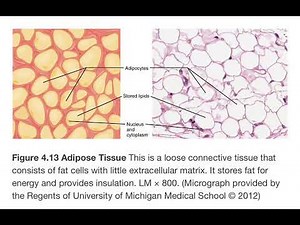 Types of Connective Tissue Proper