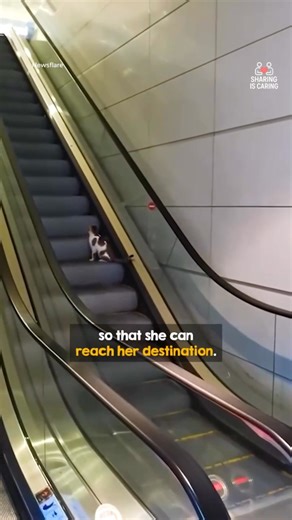 70K views · 839 reactions | Poor stray cat trapped on escalator is finally safe ❤️ | Shield & Service | Facebook