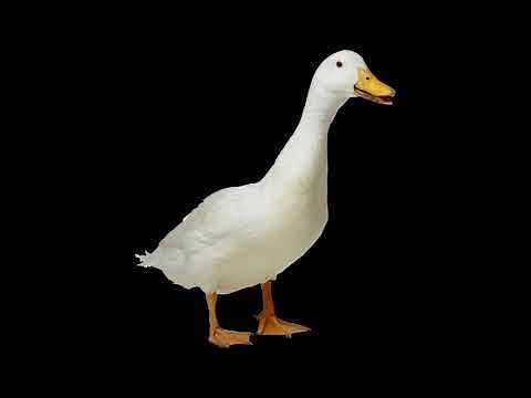 Quack.mp3