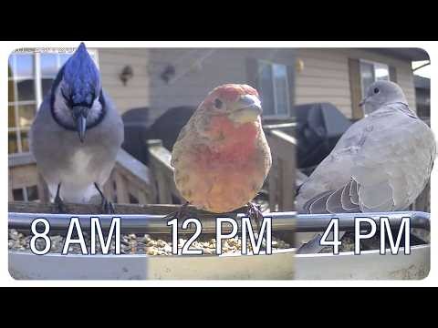 2/25/2026 Flathead Valley Bird Cam