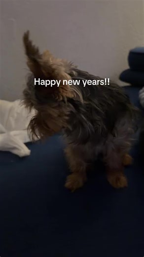#2026 #cute #puppytiktok #pup #yoda