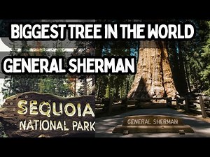 The Worlds Largest Tree - General Sherman || Sequoia National Park , California USA