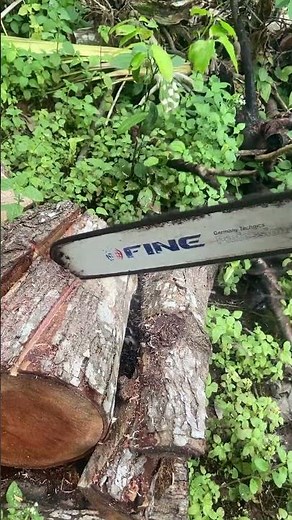 How to Cut Firewood Logs with a Chainsaw – Easy Demo!