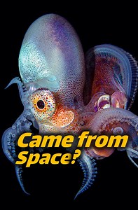 Did octopuses arrive on Earth from outer space? 🐙🚀 Discover the controversial claim by a scientist and 32 researchers about the alien origins of cephalopods #Octopus #AlienLife | Animal Doozy